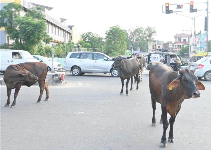 Patiala MC begins drive to remove stray cattle